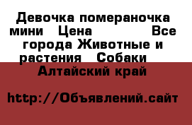 Девочка помераночка мини › Цена ­ 50 000 - Все города Животные и растения » Собаки   . Алтайский край